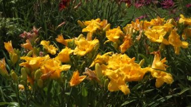 Hemerocallidaceae (özellikle Hemerocallis x hybrida hort., yaygın olarak gündüz zambakları olarak bilinir) uzun ömürlü otçul bitkilerdir. Yakından, portakal sarısı çiçekleri karmaşık taç yapraklarını ortaya çıkarır..