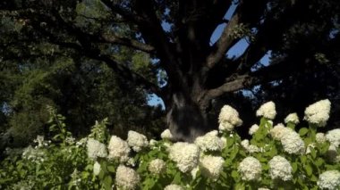 Yaz boyunca, park göz kamaştırıcı bir şekilde açan beyaz ortanca çiçeklerinin açtığı genişleyen meşe yapraklarının resimsel panoramik manzarasıyla süslenir..