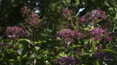 Eutrochium purpureum 'un ya da mor Joe-Pye otunun güzelliği bu yaz görüntüsünde tam olarak sergilenmektedir. Asteraceae ailesindeki bu uzun ömürlü bitki canlı çiçekli başlarıyla bilinir..