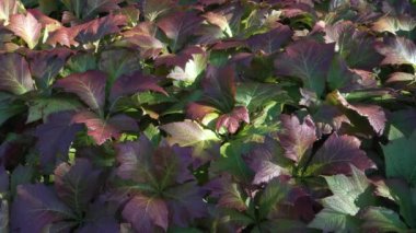 Bahçede yeşil ile bordo kırmızısı arasında değişen güzel desenli yapraklara sahip Rodgersia podophylla bitkisi örnekleri yetişiyor. Bunlar egzotik dekoratif bitki çeşitlerinden bazıları..