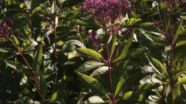 Mor Joe-Pye otu (Eutrochium purpureum) tamamen çiçek açmış. Canlı çiçekleri ve yemyeşil yaprakları yakın çekim manzarasında büyüleyici bir yaz manzarası yaratır..