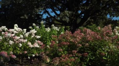 Çeşitli türlerdeki ortanca çiçeklerinin çarpıcı bir görüntüsü parkı doldurur. Bu canlı çiçekler kentsel yeşil manzarayı güzelleştirir ve tasarımını mükemmel bir şekilde tamamlar..