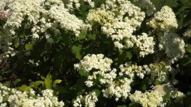 Hydrangea ağaçlarının güzelliği 'Hayes Yıldız patlaması' - çiçek açan yaprak döken bir çalı, pürüzsüz ortanca olarak bilinir. Bu bitki park manzarası tasarımında ve evlerin yakınındaki yeşillikte popülerdir..