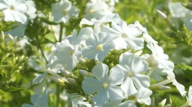 Phlox Paniculata 'nın yakın plan görüntüsü, aynı zamanda bahçe fenomeni olarak da bilinir. Bahçeyi süsleyen bu uzun ömürlü bitkinin kokulu beyaz çiçekleri yazın ortasında çiçek açarak yemyeşil, yuvarlak kümeler oluşturur..