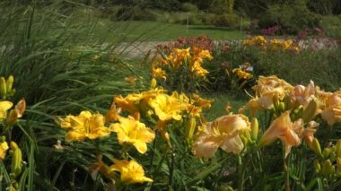 Hemerocallis hybrida (Gündüz). Bu çiçeklerin açtığı sarı zambaklı çiçek yatakları botanik bahçesinin süslü yeşilliklerinde görülür..