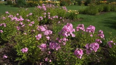 Pembe phlox 'un canlı çiçekleri çiçek tarhını dolduruyor. Çiçeklerin üzerinde güneş ışığı parlıyor, bu manzaralı yerdeki yemyeşil çimlerle çevrili, genel ahenk ve sükuneti artırıyor..