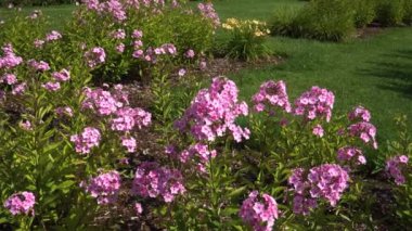 Tam çiçeklenme halindeki pembe phlox 'un yakın plan görüntüsü bu büyüleyici çiçeklerin enerjisini yakalar. Narin taç yaprakları ve canlı renkler huşu ve merak uyandırır..