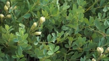 Fabaceae ya da Leguminosae bitki ailesinin bir üyesi olan Baptisia australis 'in yemyeşil yaprakları. Meyveleri, canlı bir çiçek gösterisinden sonra olgunlaşıyor. Sahneye doğal bir güzellik katıyor..