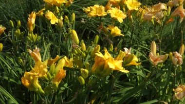 Hemerocallis melezinin canlı sarı çiçekleri, aynı zamanda gündüz zambakları olarak da bilinir, parkın süs yeşilliğinde çarpıcı bir görüntü oluşturur. Bu neşeli sahne bir neşe ve mutluluk hissi uyandırıyor..