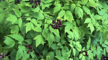 Actaea rubra, Ranunculaceae familyasından Kuzey Amerika 'ya özgü zehirli bir bitki türü. Bu tehlikeli bitki yazın kırmızı çilek üretir..