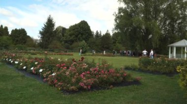 Salaspils, Letonya - 20 Temmuz 2024. İnsanlar, Ulusal Botanik Bahçesi 'nin peyzajlı bir bölgesinde farklı çeşitlilikte birçok popüler güllerin yetiştiği Gül Festivali' ne katılıyor..