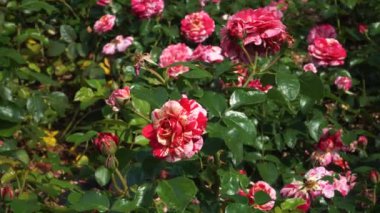 Yakınlaştırma manzarasında açan güzel güller. 'Abrakadabra' çiçeğinin çiçek açmasına hayran kaldım. Eşsiz çiçekleri, beyaz ve kırmızı çizgileriyle çarpıcı bir görüntü oluşturur..