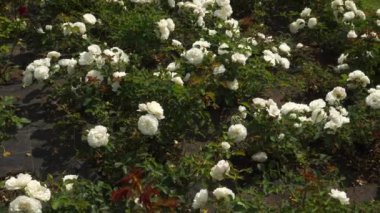 Floribunda çeşidi 'White Meidiland' çift katlı, saf beyaz çiçek kümeleriyle bilinen bir cüce, toprak örtülü güldür. İlkbahardan soğuğa kadar sürekli çiçek açar..