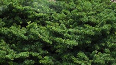 Abies balmea 'Grunes Igel' canlı yeşil yaprakları ve enfes bir kokusu olan küçük, yeşil bir balsam köknarıdır. Bu tür Kanada 'ya özgüdür. Süslü peyzaj için mükemmel..