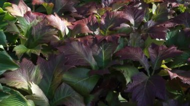 Rodgersia podophylla bitkisi yaprakları büyüme mevsimi boyunca büyüleyici bir renk gösterisi sunar. Yaz ilerledikçe yapraklar büyüleyici bir yeşil ve koyu bordo tonuna dönüşür..