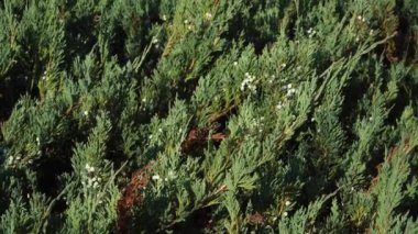Yazın, ardıç kuşu 'Alpina' yoğun, iğneye benzer bir halıyla keyif alır. Beyaz dutlar dikenli yaprakların arasında duruyor, özel bir tılsım ekliyor ve onu bahçenin odak noktası yapıyor..