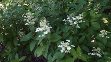 Ortanca paniklemesinin 'Eşsiz' çeşidi Siebold erken çiçek açma aşamasında, genç çiçek kümelerini sergiliyor. Bu yakın plan, çiçeklerinin güzelliğini ve zarafetini yakalar..