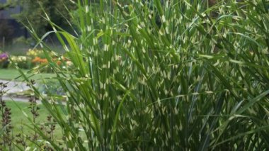 Miscanthus Sinensis 'Strictus' un egzotik güzelliği inkar edilemez. Bu uzun ömürlü ot, çarpıcı yapraklarıyla, peyzaj tasarımcıları için popüler bir seçimdir..