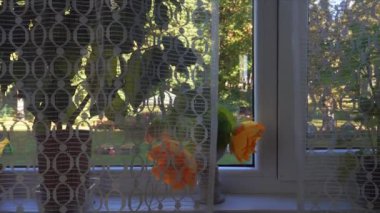 Bu büyüleyici pencere pervazını yakınlaştırırken gerçek gibi görünen suni çiçekler uzaya renk katıyor. Narin dantel perdeler ve saksı bitkileri hoş ve davetkar bir atmosfer yaratıyor.