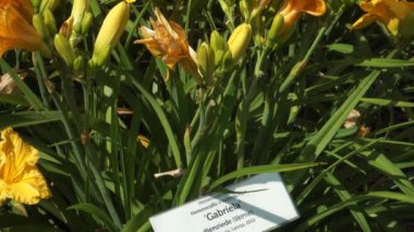Gündüz nilüferlerinin sarı renkli 'Gabriela' canlı çiçekleri manzarası. Hemerocallis (Daylily) inanılmaz sayıda kombinasyon ve boyutlara sahip en canlı ve çeşitli güneşli uzun ömürlülerdir..