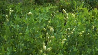 Baptisia australis, genellikle Wild Indigo olarak bilinir, üç yapraklı ve fasulye benzeri meyveleri olan uzun ömürlü bir çalılıktır. Görsel olarak çekici olsa da, bu bitkinin tüm parçaları zehirlidir..