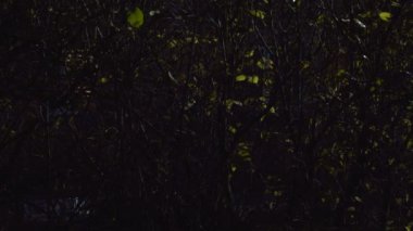 Şehir manzarası geceleri gizemli bir aura ile kaplanıyor. Çalıların arkasındaki ışık ve gölge oyunu kasvetli ve ürkütücü bir atmosfer yaratıyor..