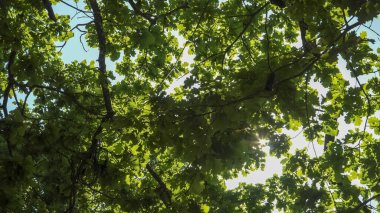 Güneşli bir yaz gününde yaprakların arasından süzülen benekli güneş ışığıyla bir meşe ağacının yemyeşil, güneşli gölgesine bakan bir manzara..
