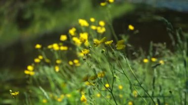 Parlak sarı kır çiçekleriyle güneşli yaz havası. Çiçekler, rüzgarda sallanarak nehir kenarında güzel bir yaz manzarası yaratıyor. Sığ alan manzarası derinliği.