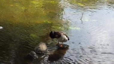 Sığ sulardaki bir kayanın üzerinde tüylerini diken bir Mallard ördeğinin yakın çekimi. Ördeğin yansıması dalgalarda görülebiliyor. Su güzel ve huzurlu bir sahne oluşturuyor..