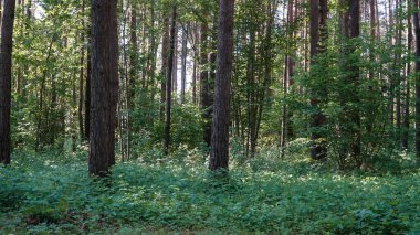 A dense forest with tall pine trees towering over the lush undergrowth, creating a sense of awe and wonder. Summer flora habitat, wild scenery in a wooded environment. clipart