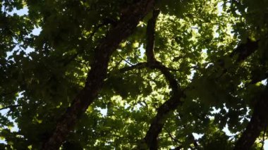 Yoğun yeşil meşe yaprakları ve ağaç dalları arasından süzülen güneş ışığı güzel bir ışık ve gölge etkileşimi yaratır. Sahne, sükunet ve doğal güzelliği çağrıştırıyor. Düşük açı görünümü.