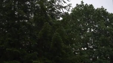Şiddetli ağaç yaprakları fırtına sırasında rüzgarda sallanıyor, üstlerinde gri bulutlar var. Sahne doğanın gücünü ve dinamik hava koşullarını çağrıştırıyor..