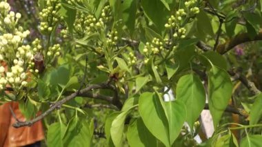 Bir hamamböceği bahar bahçesinde açılmamış tomurcukları olan beyaz bir leylak dalında dinlenir. Bitkilerle beslenen bu böcek önemli bir tarımsal haşeredir..