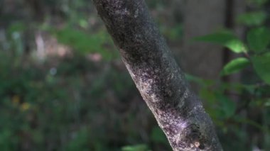 Ormandaki bir ağacın gövdesinde duran kahverengi kabuklu bir salyangoz. Arkaplanda yeşil yapraklar ve dallar yer alır ve dingin ve doğal bir atmosfer yaratır..