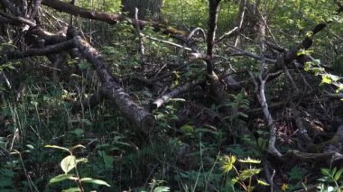 Düşen dallar ve yemyeşil ağaçlarla kaplı sık bir orman zemini. Güneş ışığı ağaçların arasından süzülerek doğal atıklar ve canlı bitki yaşamının karmaşık detaylarını vurguluyor..