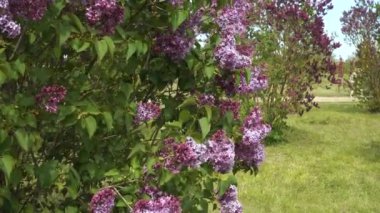 Bahçedeki leylak çalıları tomurcuklardan tam çiçeklere kadar bir dizi çiçek sergiliyor. Canlı mor renkler ve yemyeşil yapraklar resim gibi bir manzara yaratır..