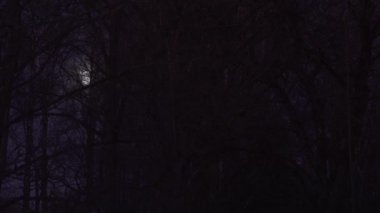Parlak bir dolunay, yumuşak ışığını karmaşık, yapraksız ağaç dallarına saçar, sessiz, huzurlu bir gece gökyüzünün altındaki karanlık bir ormanda ürkütücü ve huzurlu bir manzara yaratır..