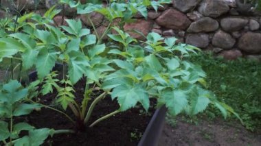 Geniş yeşil yaprakları olan canlı bir bahçe meleği kabarık bir bitki kutusunda serpilmiş, kırsal bir taş duvar zeminine kurulmuş, gelişen bir bahçe ortamı sergiliyor..