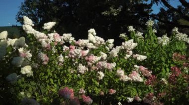 Bir ortanca çalısının detaylı zumlama görüntüsü beyaz ve pembe çiçeklerin tam çiçeklenme halini gösteriyor. Çiçeklerin narin güzelliğini vurgulayan yemyeşil yapraklar canlı bir kontrast sağlar..