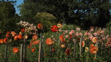 A lush park garden - landscape design showcases a vibrant display of orange and pink dahlias in full bloom, supported by wooden stakes. The background features a variety of green foliage and trees.