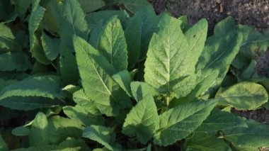 Salvia pratensis yapraklarının detaylı bir yakın çekimi, canlı yeşil renklerini ve dokulu yüzeylerini gösteriyor, doğal güneş ışığıyla aydınlatılıyor, karmaşık damar şekillerini vurguluyor..