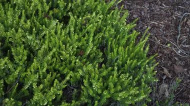 Erica Carnea 'Golden Starlet' bitkisinin detaylı bir yakın çekimi, yemyeşil yapraklarını sergiliyor. Bitki doğal bir gübre zeminine dayanır ve güzelliğini ön plana çıkarır..