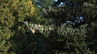 Kore köknar dalları (Abies koreana) çeşitliliği 'Horstmann' s Silberlocke ', yemyeşil bir zemin üzerinde eşsiz, yukarı eğimli iğneler ve belirgin koniler göstermektedir.