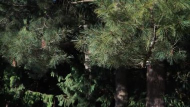 Makedon çam ağacının (Pinus peuce) yemyeşil iğneli ayrıntılı bir yakın çekimi. Karmaşık iğne yapısı ve doğal ışıklandırma bu kozalaklı ağacın güzelliğini vurguluyor..