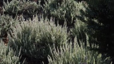 Yaygın Heather 'ın (Calluna vulgaris)' Grizabella 'türünün detaylı bir görüntüsü, yoğun, gür büyümesini ve Ericaceae ailesinin tipik küçük, ölçekli yapraklarını gözler önüne serer..