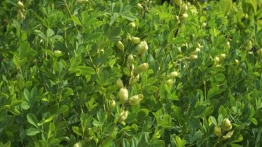 Vahşi Indigo olarak da bilinen Baptisia australis botanik bahçesi ortamında gelişir. Canlı yeşil yaprakları ve ayırt edici tohum kabukları onu botanik çalışmaları için büyüleyici bir konu haline getiriyor..