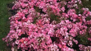 Bu, yumuşak pembe Rosa x floribunda 'Fortuna' nın büyüyen, narin çiçek kümelerinin görüntüsü. Sahne, bu floribunda gül çeşitliliğinin güzelliğini ve zarafetini gösteriyor..