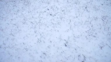 Kış boyunca karla kaplı çimlerin detaylı bir görüntüsü, beyaz battaniyenin arasından seyrek çimen yaprakları süzülüyor. Doku ve desen sakin mevsimsel bir atmosferi vurguluyor..