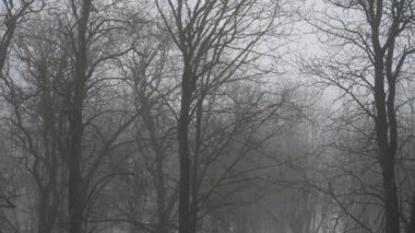 Bir orman parkındaki sisli, gri kış gününün panoramik görüntüsü. Karmaşık dalları olan sayısız çıplak ağaç. Sis gizemli ve sakin bir atmosfer yaratır..