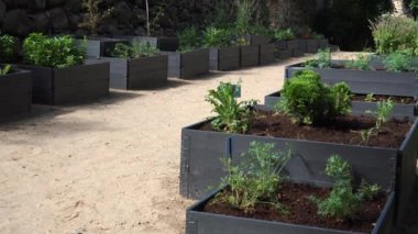 Farklı bitki türleriyle dolu yükseltilmiş bahçe yatakları serisi, kumlu patikalı, düzenli bir bahçe alanında geçiyor. Olay yeri, organize kent bahçıvanlığını ön plana çıkarıyor.